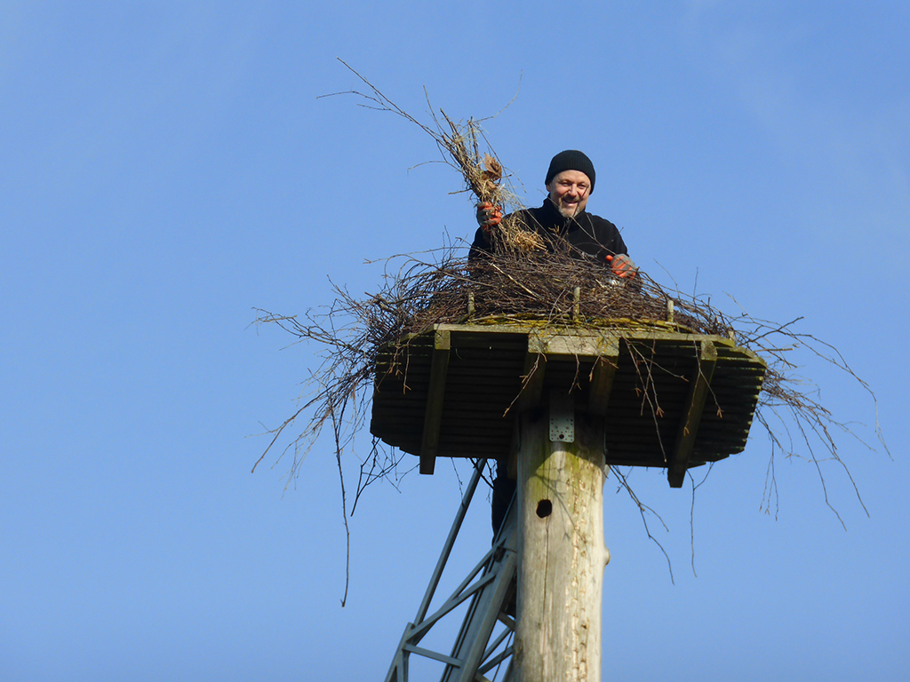 Udo Kühn startet einen neuen Versuch zur Besiedlung seines Storchenhorstes Boffzen. Vor sechs Jahren hatte Udo Kühn die Idee, in Boffzen eine Nisthilfe für Störche zu errichten. Den majestätischen Vögeln wollte er eine Brutstätte auf seinem Grundstück am Ortsrand bieten – in unmittelbarer Nähe der evangelischen Kirche. Mit Unterstützung zweier Landwirte stellte er damals einen zehn Meter hohen Fichtenstamm auf, auf dessen Spitze ein von ihm selbst gebauter, 120 Zentimeter breiter Horst montiert wurde. Die Mühe schien sich schnell auszuzahlen: Nur drei Tage nach der Errichtung zog ein Storchenpaar ein. Doch das Glück währte nicht lange – die Vögel verließen das Nest und zogen ihren Nachwuchs schließlich im nahegelegenen Ottbergen auf. Zwar wurde seitdem immer wieder ein Storch auf dem Horst gesichtet, doch zu einer dauerhaften Besiedlung kam es bislang nicht. Dennoch gibt Udo Kühn nicht auf. In diesem Jahr ergriff er letztmals die Initiative, um das Nest attraktiver zu gestalten. Gemeinsam mit Norbert Plichta, der mit seinem Schlepper eine alte Feuerwehrleiter an den Mast heranführte, wagte sich Kühn in luftige Höhen. Sorgfältig besserte er das Nest mit Reisig und Heu aus und versah es mit weißen Farbklecksen, die bei Störchen den Eindruck erwecken sollen, dass der Horst bereits bewohnt ist. Ein Herzensprojekt mit langer Vorgeschichte Die Leidenschaft für Vögel begleitet Kühn seit vielen Jahren. Als begeisterter Naturfotograf hat er zahlreiche Vogelarten beobachtet und dokumentiert – doch Störche haben ihn besonders in ihren Bann gezogen. Bereits 2015, als nach Jahrhunderten erstmals wieder ein Storchenpaar in Boffzen auf dem Schornstein der ehemaligen Georgshütte nistete, war seine Faszination geweckt. Er verfolgte, wie das Nest zu einem begehrten Standort wurde und sich mehrere Störche um den Platz stritten. Damals fasste Kühn den Entschluss, eine weitere Brutstätte zu schaffen. Die Firma Sollingholz stellte einen zehn Meter langen Stamm bereit, während Andreas Fricke, Michael Buchwald vom Bauunternehmen Jilg und Buchwald sowie die Firma Lott mit Material und tatkräftiger Unterstützung halfen. Gemeinsam mit den Landwirten Friedhelm Schoppe und Helmut Kohlstedt gelang es, den Horst aufzustellen. Seither hoffen Kühn und seine Mitstreiter, dass sich ein Storchenpaar dauerhaft niederlässt. Auch in der Gemeinde wird sein Engagement geschätzt: Spaziergänger halten immer wieder Ausschau nach möglichen neuen Bewohnern des Nestes. Hoffnung auf eine neue Storchenfamilie Mit dem aktuellen Nestumbau hat Udo Kühn seine letzte Karte ausgespielt. „Ich hoffe sehr, dass es dieses Jahr klappt und sich ein Storchenpaar hier niederlässt“, sagt er zuversichtlich. Boffzen hat sich in den letzten Jahren als attraktiver Standort für Störche erwiesen. Die Brutstätte auf der Georgshütte ist heiß umkämpft, und mit dem zusätzlichen Horst steigen die Chancen, dass weitere Vögel in der Region heimisch werden. Ob sich Kühns Einsatz endlich auszahlt, werden die kommenden Frühlingsmonate zeigen. Die Dorfgemeinschaft bleibt gespannt und wird weiterhin mit wachsamen Augen den Himmel beobachten – auf der Suche nach den neuen Bewohnern des Horstes.