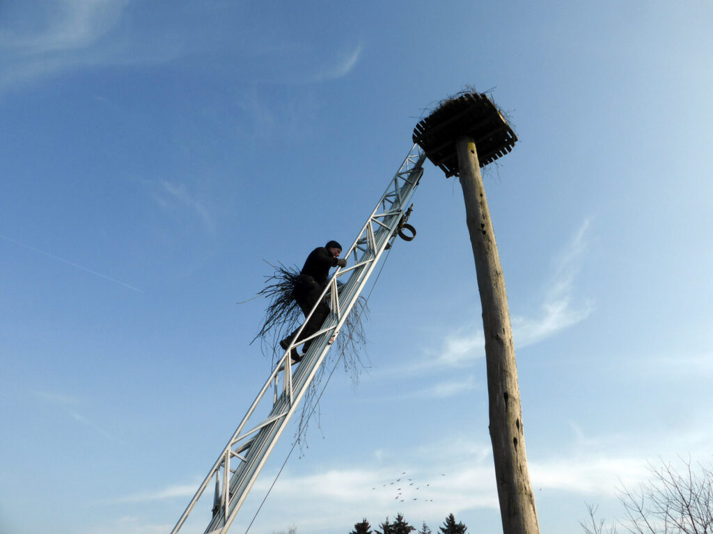 Boffzen. Vor sechs Jahren hatte Udo Kühn die Idee, in Boffzen eine Nisthilfe für Störche zu errichten. Den majestätischen Vögeln wollte er eine Brutstätte auf seinem Grundstück am Ortsrand bieten – in unmittelbarer Nähe der evangelischen Kirche. Mit Unterstützung zweier Landwirte stellte er damals einen zehn Meter hohen Fichtenstamm auf, auf dessen Spitze ein von ihm selbst gebauter, 120 Zentimeter breiter Horst montiert wurde. Die Mühe schien sich schnell auszuzahlen: Nur drei Tage nach der Errichtung zog ein Storchenpaar ein. Doch das Glück währte nicht lange – die Vögel verließen das Nest und zogen ihren Nachwuchs schließlich im nahegelegenen Ottbergen auf.