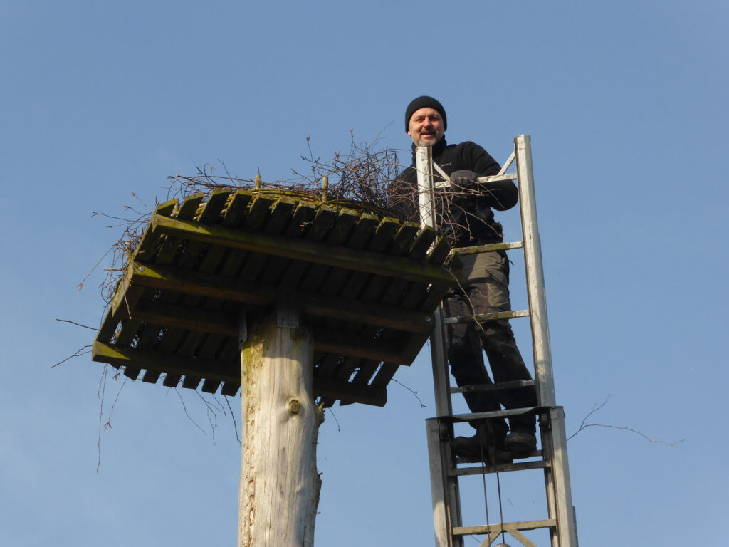 Udo Kühn wagt sich mit Hilfe der Feuerwehrleiter an den Horst