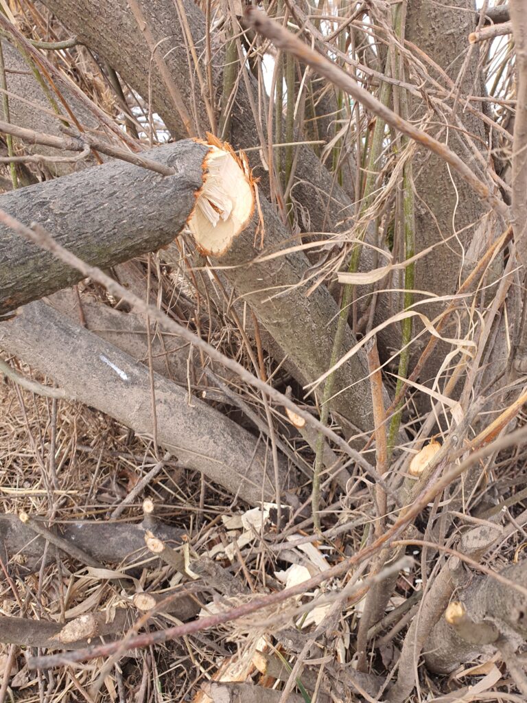 Biberspuren in Boffzen