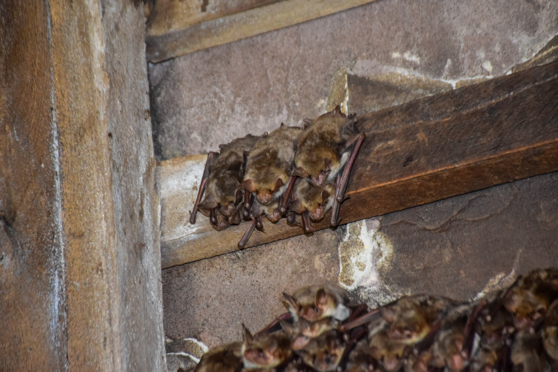 Fledermäuse in der Meinbrexer Kirche sorgen für begehrten Naturdünger