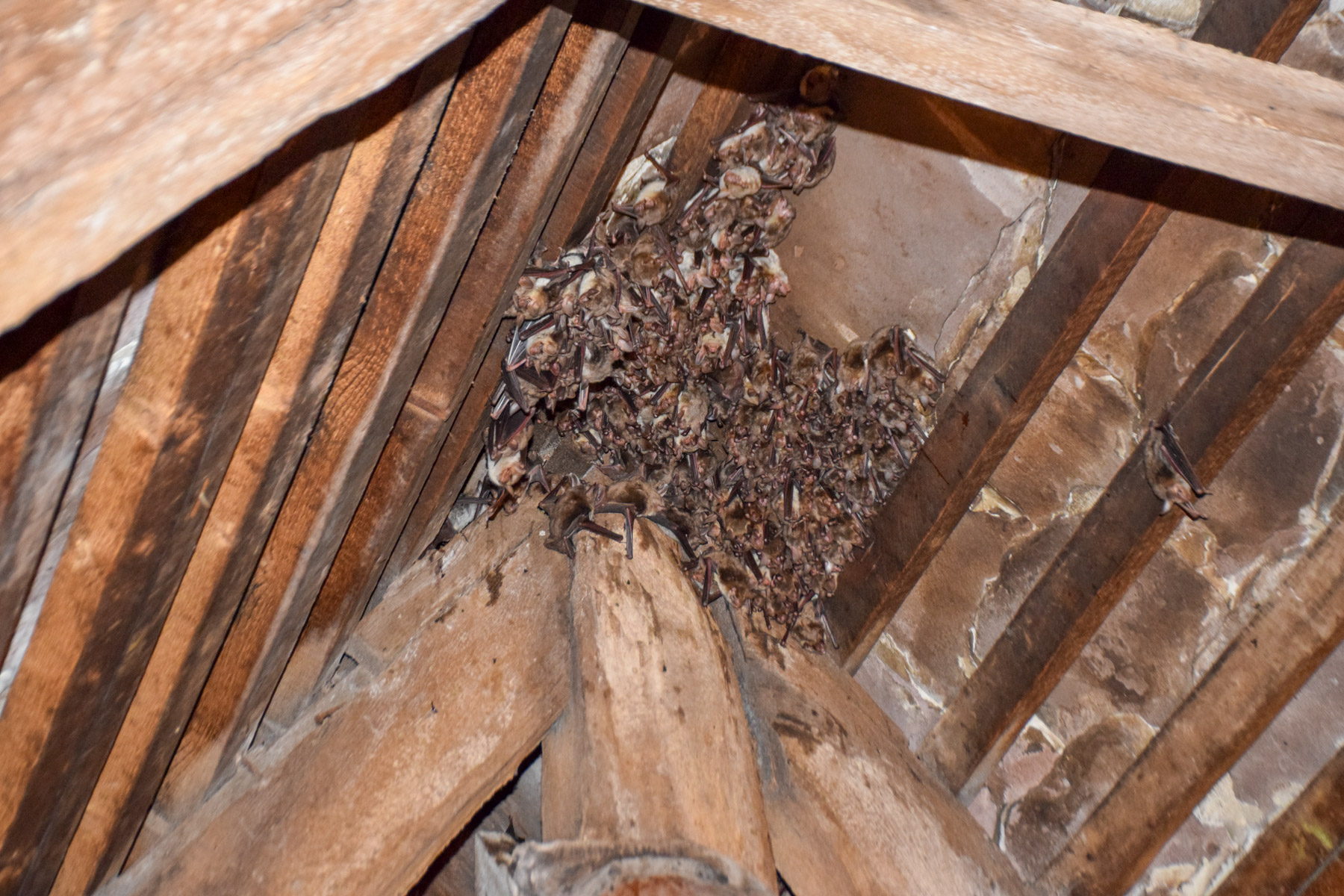 Die Fledermäuse hängen an den Dachbalken der Kirche