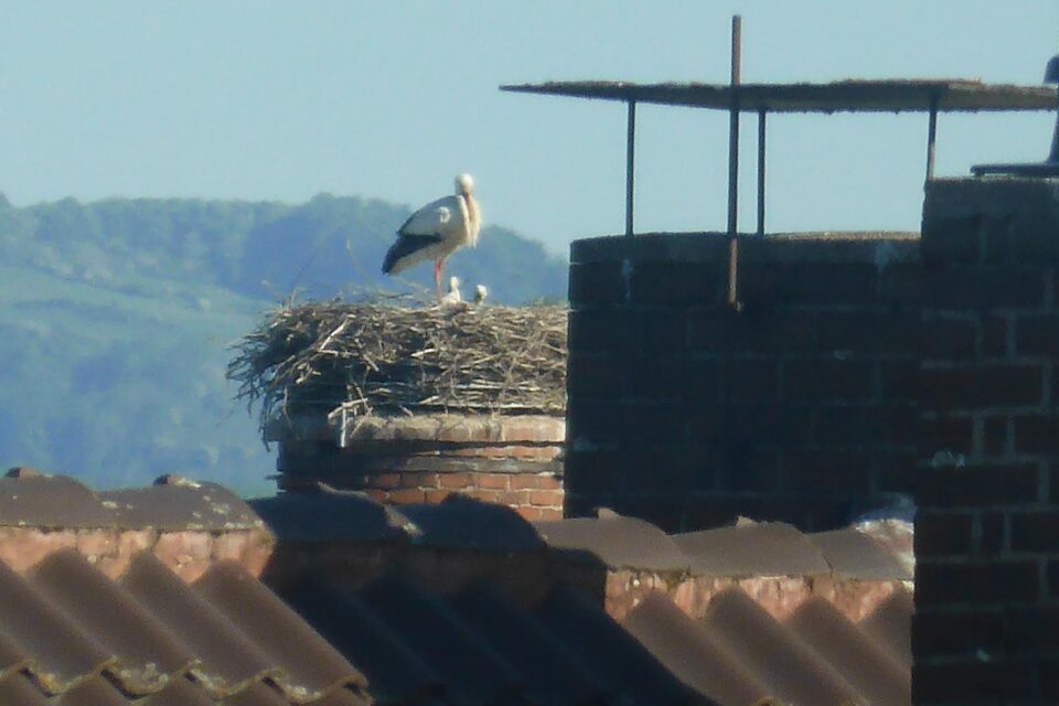 Foto M. Bues